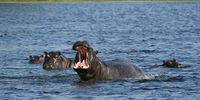 A hippo bull roars in the Kwedi concession in the Okavango Delta. (Photo: EPA / Gernot Hensel)