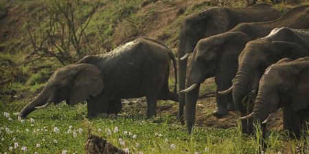 Canadian firm ReconAfrica’s quest for Namibian oil and gas poses seismic risk to elephant behaviour