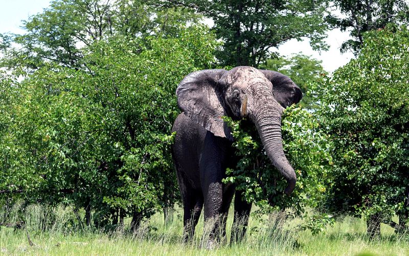 Challenging misconceptions — the positive impact of elephants on savanna ...