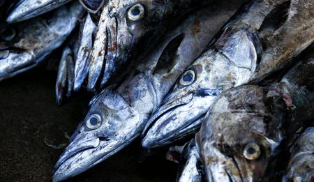 Op-Ed: Is southern Africa running out of fish?