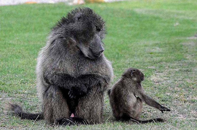 Court clips wings of weapons-based baboon control