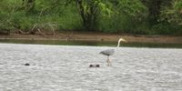 ‘Mobile Island’ Grey Heron riding the hippo’s back. Kruger Park. Image: Dave Starley