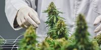An employee inspects a flowering cannabis plant in a grow room at the Cilo Cybin Pharmaceutical Ltd. facility in Samrand, South Africa, on 20 August 2021. (Photo: Waldo Swiegers / Bloomberg via Getty Images)