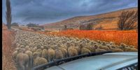 Rush hour in The Wartrail, Eastern Cape. Image: Lewis Lynch