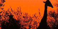 Sunset in the Timbavati.