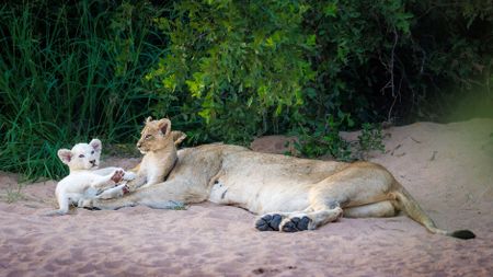 After the floods, Greater Kruger Park is opening up again. Should you go now? 