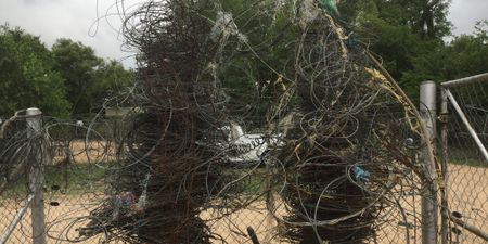 Wildlife at risk as hunger encircles Kruger Park