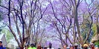 Riding with the Biking Bandits as part of the 2023 Jacaranda in Your Pocket events series. (Photo: Biking Bandits)