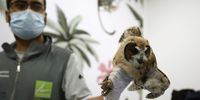 epa09700763 A veterinarian holds an owl (asio clamator) prior a tomography test at the Veterinary and Zootechnics Center of the CES University in Medellin, Colombia, 21 January 2022. The test is done to check the respiratory system.  EPA-EFE/Luis Eduardo Noriega A.