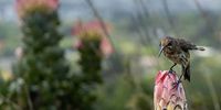 Angry bird, Kirstenbosch Gardens. Photographer: Martin Fennell, Noordhoek