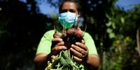 Reina Isabel Lopez cuts her radish crop, in Jujutla, El Salvador 17 September 2020. Organic home gardens are a method that a group of women from a community in western El Salvador are betting on to face the devastating effects of climate change and at the same time generate an extra economic income and 'empower themselves' in their area.  EPA-EFE/Rodrigo Sura