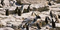 Sardine deaths threaten Algoa Bay’s endangered African Penguins