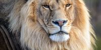 The King of the Jungle. Photographer: SBS Photography (Sarah van Heerden)