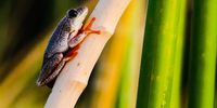 Painted Reed Frog Okavango Delta. Photographer: Karin Linder