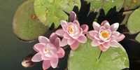 Bev Schreuder <br>Water lilies in the late afternoon sun. <br>Winterberg, Eastern Cape. 