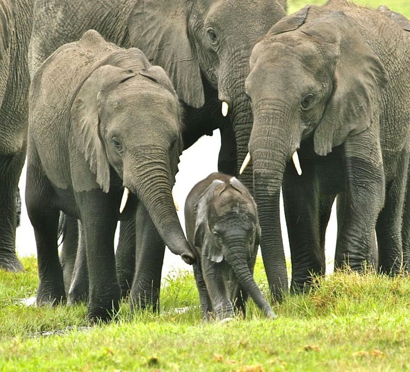 Kruger at 100 â the big questions about rhinos, elephants and park management