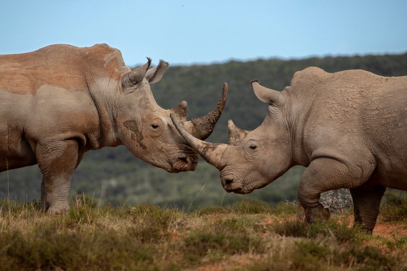 High court dismisses appeal against rhino horn exports, reigniting hot-button issue