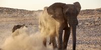 Desert elephants kicking up dust. Photographer: Ona Viljoen
