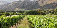 glimpses-montagu