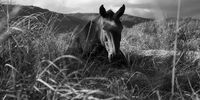 ‘Home Is Where The Horse Is’ follows a herd of wild horses inhabiting the Bot River estuary at the Rooisand Nature Reserve, in the Overberg region of South Africa.  Several theories circulate around the origin of the herd. The most popular one says the herd stemmed from survivors of a large-scale cull of local farm horses (‘Boland Waperd’) during agricultural mechanization. Another theory connects their origin to eight surviving British horses of the Birkenhead shipwreck at nearby Gansbaai. A third one holds that ancestors of the current herd were once hidden in the wetlands from the British army during the Anglo Boer (South African) War.  The horses play an important ecological role by creating footpaths through the reed beds, which keep the waterways free of debris, and the estuary an ideal habitat for many bird species. The cattle egret, in particular, is often seen mounted on the back of a horse, feeding on ticks and flies. Despite individual curiosity, the herd typically avoids human interaction, which is advised against by local nature conservationists. Photographer: Jacques Smit www.pursuethewolf.com