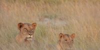 Lions of Djuma.