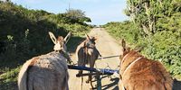 SOUTH AFRICA - December 2011: Three donkeys pulling a cart on a dirt road in Hamberg. Feature text available. (Photo by Gallo Images / GO! / Jacques Nel)