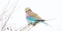 Here’s looking at you. Lilac-breasted roller. Photographer: Caroline Rowbottom