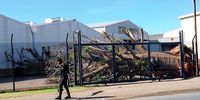 Baobab trees seized in Durban ship warehouse probe