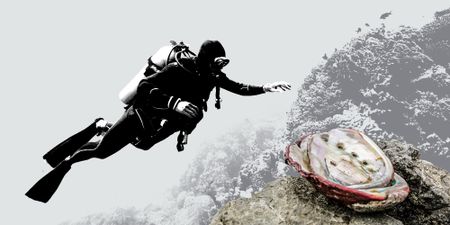 Criminals rake in millions as perlemoen poaching booms along Nelson Mandela Bay coast