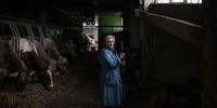 Italy. Albaredo per San Marco (Sondrio), Eugenia Mazzoni, aged 86, helps out her sons Eugenio and Isidoro in their cowshed. Photo by Alessandro Gandolfi.