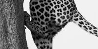 Leopard ascent. Photographer: Caroline Rowbottom