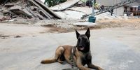 A search and rescue dog rests in front of a building that collapsed and trapped construction workers, in George, South Africa May 8, 2024. REUTERS/Esa Alexander