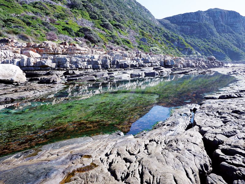A Guide to Tidal Pools of the Western Cape: Book excerpt
