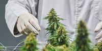 An employee inspects a flowering cannabis plant in a grow room at the Cilo Cybin Pharmaceutical Ltd. facility in Samrand, South Africa, on Friday, Aug. 20, 2021. Cilo Cybin is considering an initial public offering in the next 12 months after becoming the first South African company to win the right to grow, process and package cannabis products. Photographer: Waldo Swiegers/Bloomberg via Getty Images