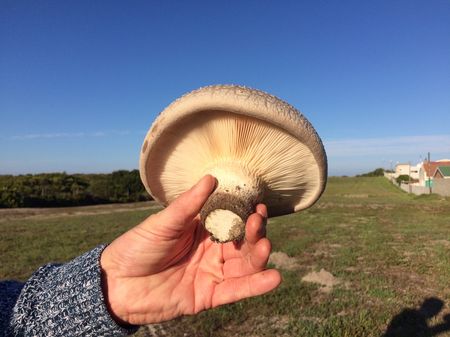 Unearthing SA’s fungal secrets — meet the mycologists marking a new era for mushroom exploration