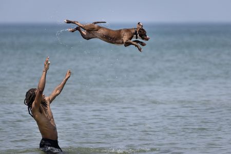 Chicago heatwave sends residents and pets to the beach