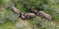 Parliament pushes for urgent action on Mawana’s roaming elephant herd