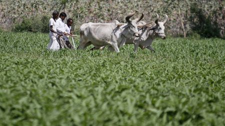 Fracking triggers bean rush in India