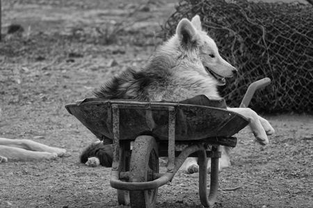 In search of ironstone art, salt and wolves in Hard Rock Country