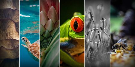 Collaboration in SA key to achieving Global Biodiversity Framework targets and goals