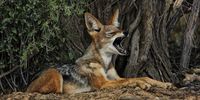 A jackal yawns under a camelthorn tree, ready for the night patrol. (Photo: Chris Marais)<br>