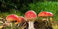 Fly agaric. Avoid. (Photo: Unattributed on Pixabay)<br>