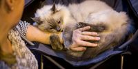 BIRMINGHAM, ENGLAND - NOVEMBER 22: Barney Rubbles is petted by its owner before being judged at the Governing Council of the Cat Fancy's 'Supreme Championship Cat Show' at the NEC Arena on November 22, 2014 in Birmingham, England. The one-day Supreme Cat Show is one of the largest cat fancy competitions in Europe with over one thousand cats being exhibited. Exhibitors aim to have their cat named as the show's 'Supreme Exhibit' from the winners of the individual categories of: Persian, Semi-Longhair, British, Foreign, Burmese, Oriental, Siamese. (Photo by Rob Stothard/Getty Images)