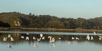 Little egrets over Island Lake in Wilderness National Park. Photographer: Don Edkins</p>
<p>P4U_readersubmission_20250627