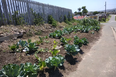 Urban foraging is a growing trend that calls for better planning