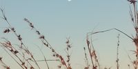 Moon over Melville Koppies. Photographer: Alison Wilson 