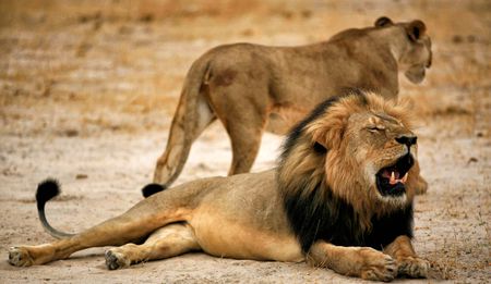 Op-Ed: Molewa’s lion bone quota sends the wrong conservation message