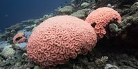 Just before they turned white, the corals turned abnormally bright shades. (Photo: Phil Renaud/Khaled bin Sultan Living Oceans Foundation)