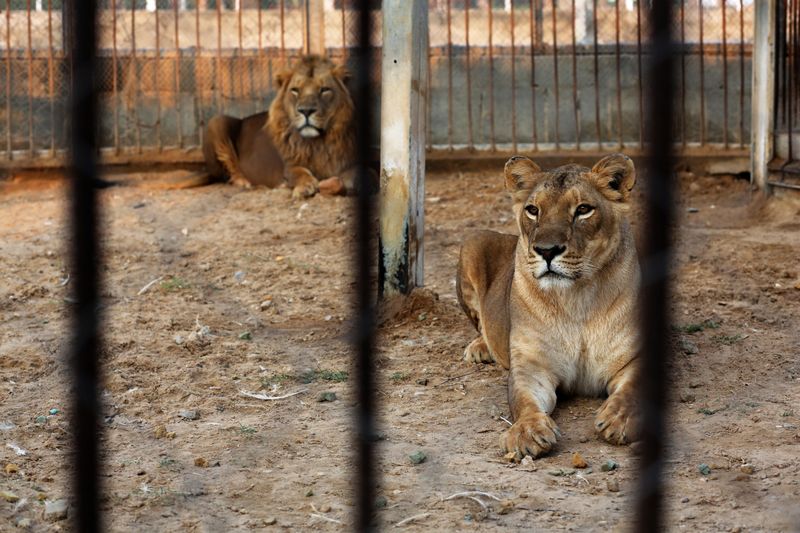 At a Gaza zoo, war takes its toll on the animals