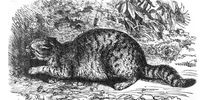 Darwin's animals